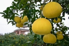 龙滩中年柚4个装