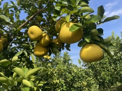 龙滩百年柚6个装